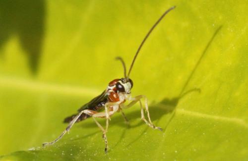 Réf. 252 913 : Tromatobia lineatoria